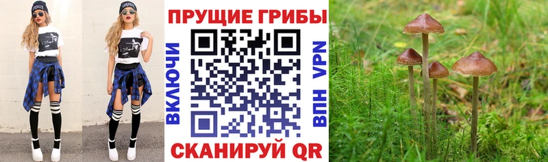 Псилоцибиновые грибы мухоморы  Шлиссельбург 